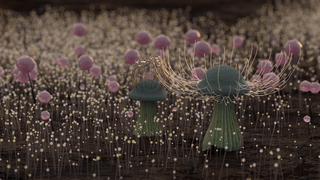 Mushrooms